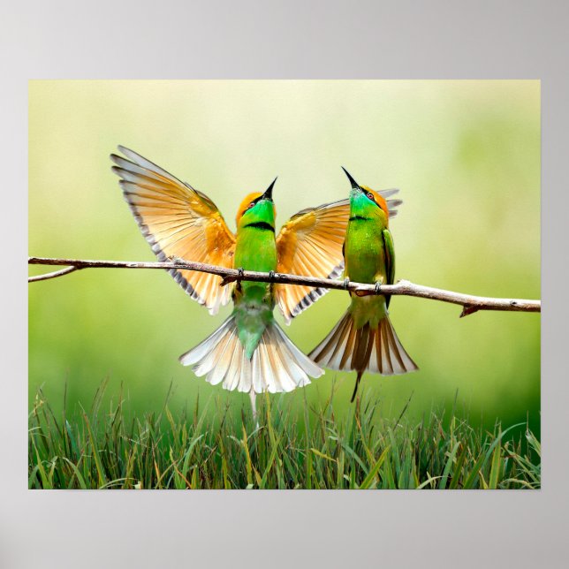 European Bee-Eater Colourful Bird  Poster (Front)