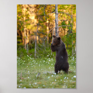 European brown bear hugging tree poster