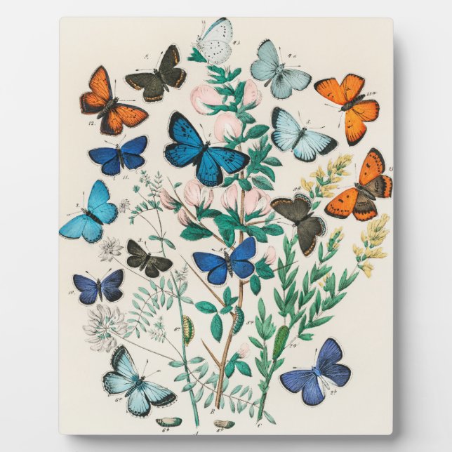 European Butterflies, illustration Plaque (Front)