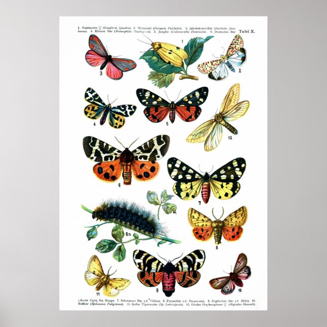 European Butterflies (Plate 10) Poster (Front)
