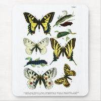 European Butterflies Plate I