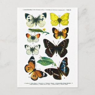 European Butterflies Plate II Postcard