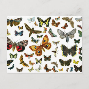 European Butterfly Collage Postcard