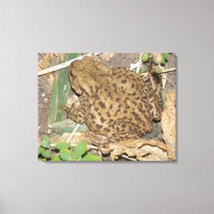European Common Toad Canvas Print