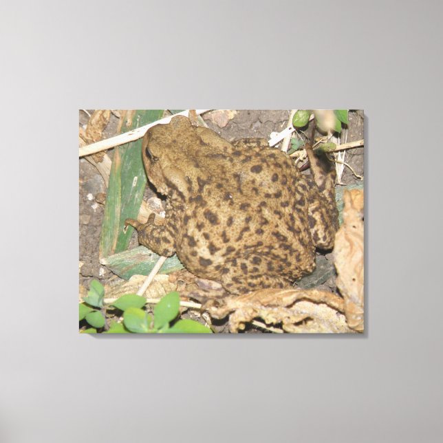 European Common Toad Canvas Print (Front)