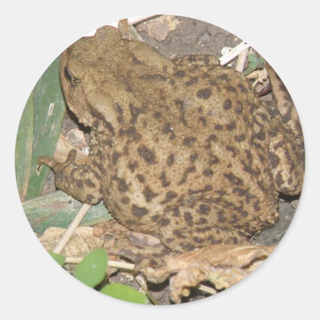 European Common Toad Stickers (Front)