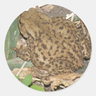 European Common Toad Stickers