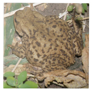 European Common Toad Tile