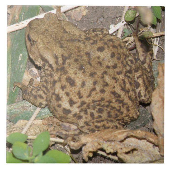 European Common Toad Tile (Front)