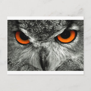 European Eagle Owl Postcard