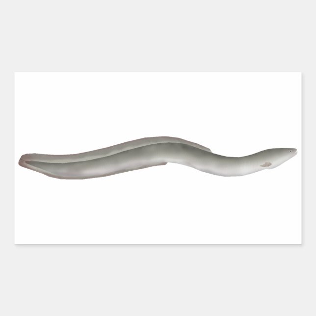 European Eel Rectangular Sticker (Front)