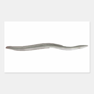 European Eel Rectangular Sticker