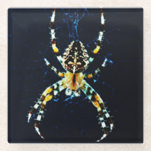 European Garden Spider coastercna Glass Coaster