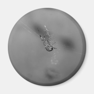 European garden spider magnet