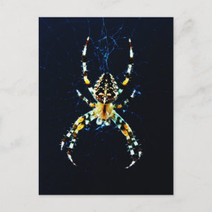 European Garden Spider pccna Postcard
