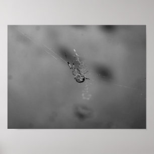 European garden spider poster