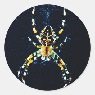 European Garden Spider stkcn Classic Round Sticker