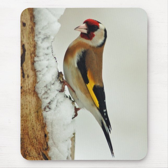 European Goldfinch in snow mousepad (Front)