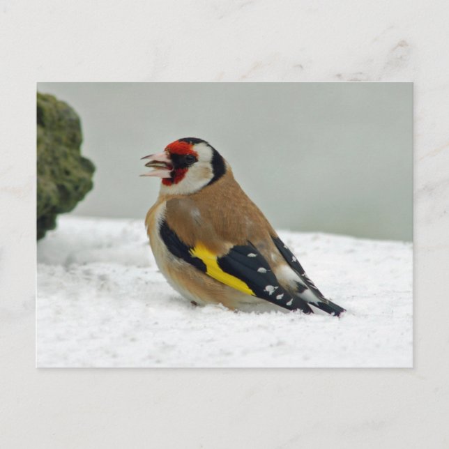 European Goldfinch in snow postcard (Front)