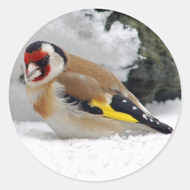 European Goldfinch in snow stickers (Front)