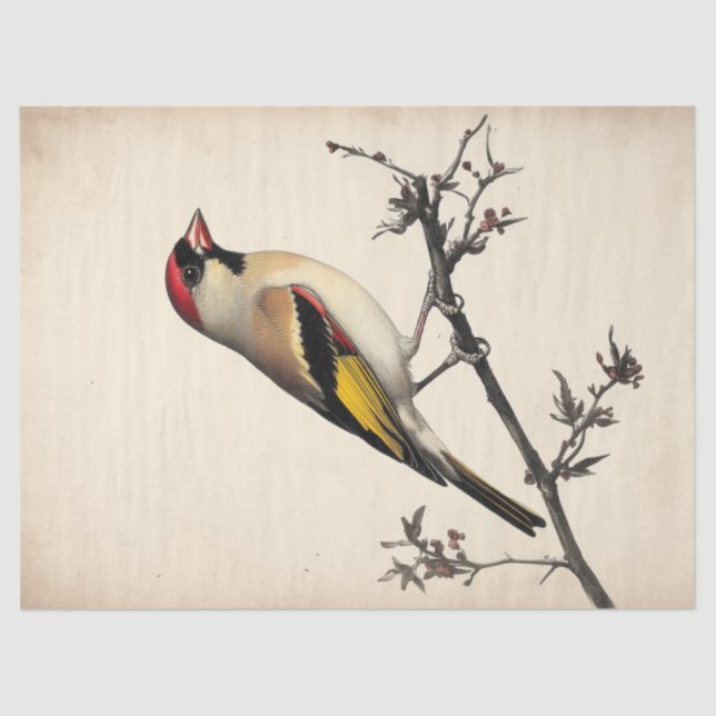 European Goldfinch Watercolor Decoupage Bird Print Tissue Paper (Front)