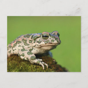 European Green Toad Postcard