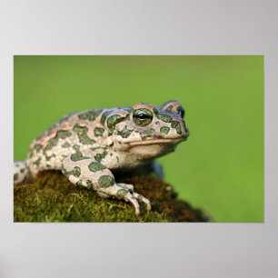European Green Toad Poster