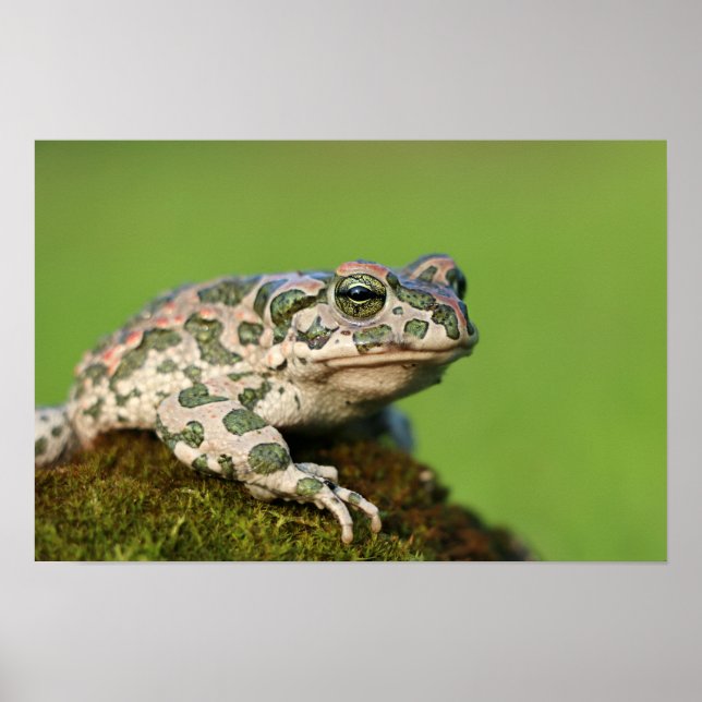 European Green Toad Poster (Front)