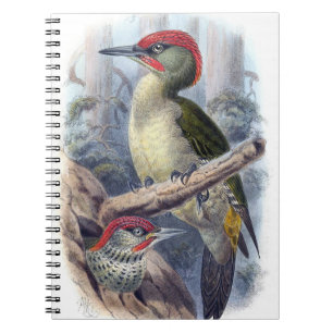European Green Woodpecker Bird Notebook