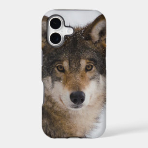 European grey wolf