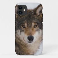 European grey wolf