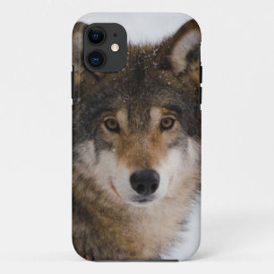 European grey wolf Case-Mate iPhone case