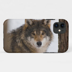 European grey wolf Case-Mate iPhone case