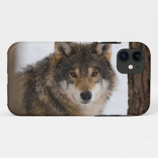 European grey wolf Case-Mate iPhone case