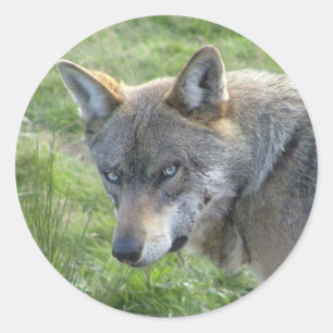 European grey wolf classic round sticker