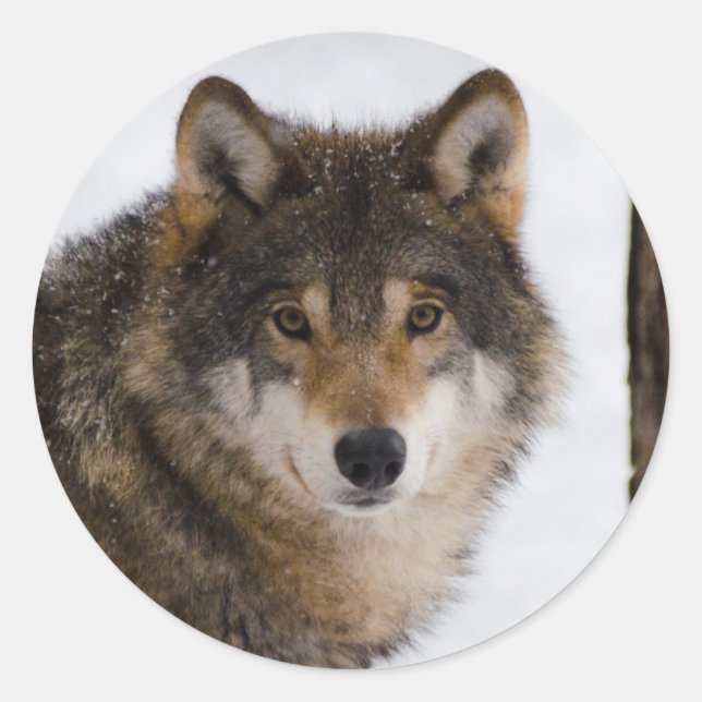 European grey wolf classic round sticker (Front)