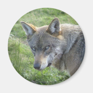 European grey wolf magnet