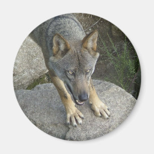 European grey wolf magnet