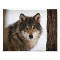 European grey wolf
