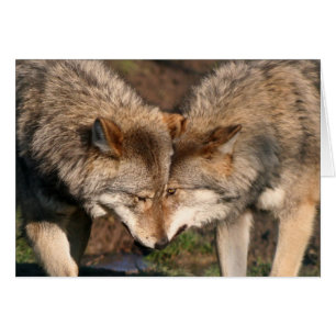 european grey wolves