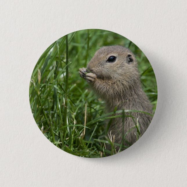 European ground squirrel 6 cm round badge (Front)