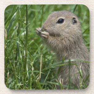 European ground squirrel coaster