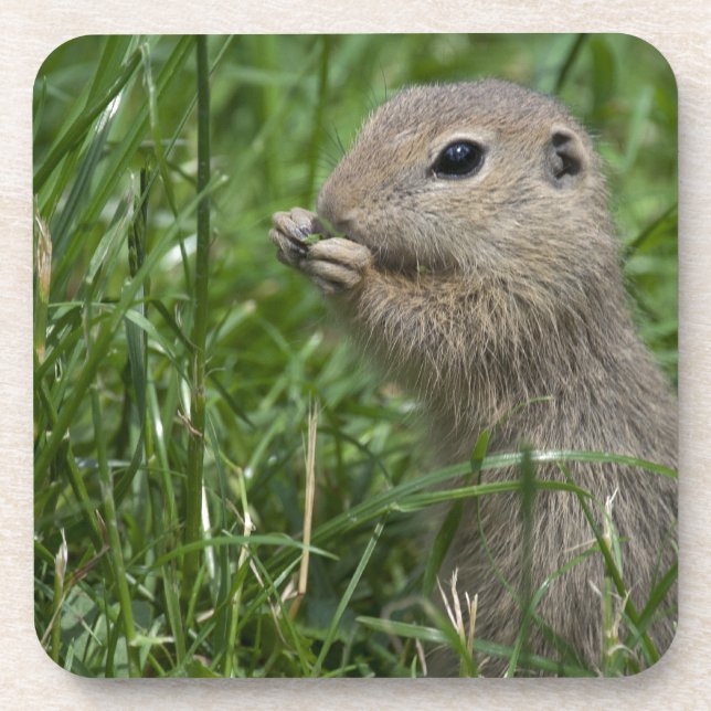 European ground squirrel coaster (Front)