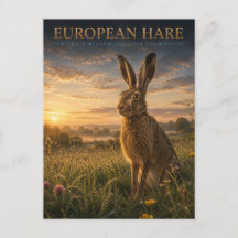 European Hare Meadow ANIMALS