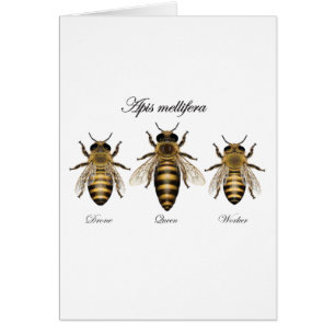 European honey bee (Apis mellifera)