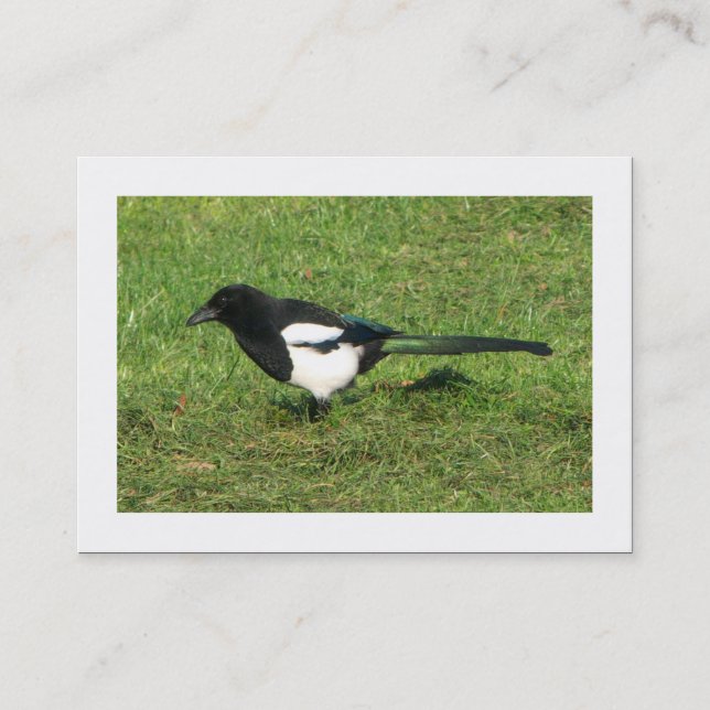 European Magpie (Bordered) Business Card (Front)