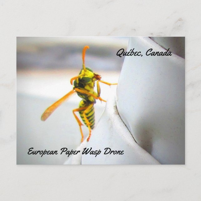 European Paper Wasp (Polistes dominula) Drone Postcard (Front)