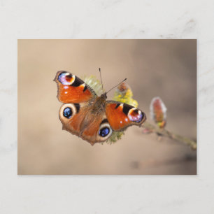European peacock butterfly postcard