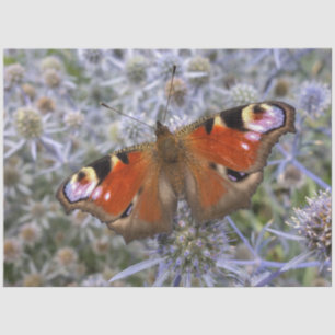 European Peacock or the Peacock Butterfly Tissue Paper