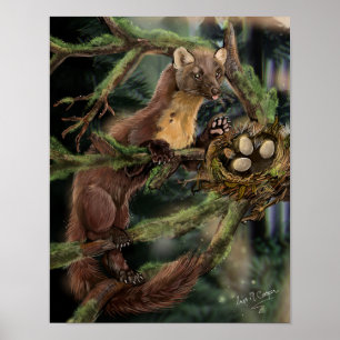 European Pine Marten Poster